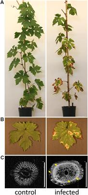 Molecular Profiling of Pierce’s Disease Outlines the Response Circuitry of Vitis vinifera to Xylella fastidiosa Infection